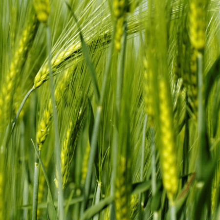 cultivo trigo