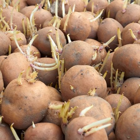 tratamientos antigerminativos cultivo de patata